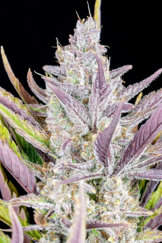 Fast Buds Cannabis Seeds Vestuviniai klijai Auto