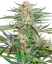 Sensi Seeds Cannabis Seeds -ruuvimeisseli OG Feminized, 3-10 kpl