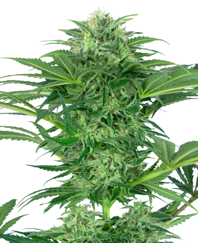 Sensi Seeds კანაფის თესლი Skunk Dream CBD ფემინიზებული, 3-10 ც.