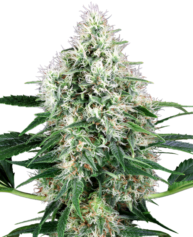 Sensi Seeds Cannabis Seeds Pure Power Plant Automatic Feminized by White Label, 3-10 kpl