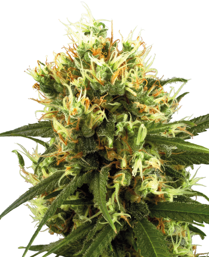 Sensi Seeds Żerriegħa tal-Kannabis White Haze Awtomatika Femminizzata minn White Label, 3-10 pcs