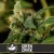 Blimburn Seeds Семена от канабис Green Crack Feminized