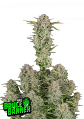 Fast Buds Żerriegħa tal-Kannabis Bruce Banner Auto