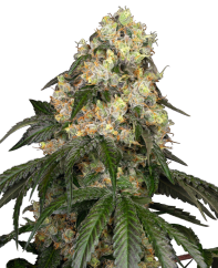 Sensi Seeds Semi di Cannabis White Biscotti OG XXL Femminizzati di White Label, 3-10 pz