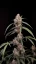 Fast Buds Cannabis Seeds AK Auto