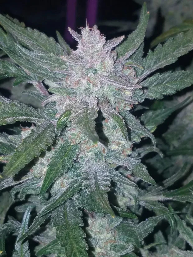 Fast Buds Hanfsamen Mexican Airlines Auto