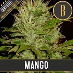 Blimburn Seeds Cannabiszaden Mango Gefeminiseerd