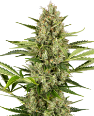 Sensi Seeds კანაფის თესლი Jack Herer Automatic Feminized, 3-10 ც.