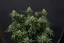 Fast Buds Cannabis Seeds Wedding Cheesecake FF