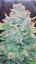 Fast Buds Cannabis Seeds Papaya Cookies Auto
