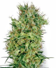 Sensi Seeds კანაფის თესლი Cali Orange Bud Regular by White Label, 10 ც.