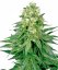 Sensi Seeds კანაფის თესლი White Widow Regular-ის მიერ White Label, 10 ც.