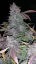 Fast Buds Cannabis Frø Fastberry Auto