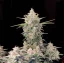 Fast Buds Cannabis Seeds Skunk Auto