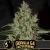 Blimburn Seeds Cannabisfrön Gorilla Glue G4 Snabbblommande