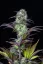 Graines de cannabis Fast Buds Blueberry Auto