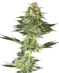 Sensi Seeds კანაფის თესლი Banana Kush Feminized by White Label, 3-10 ც.