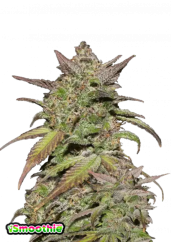 Fast Buds Żerriegħa tal-Kannabis Smoothie Auto