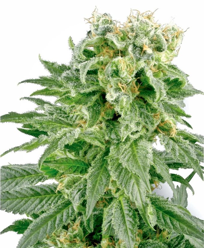 Sensi Seeds Cannabisfrø Double Gum Regular av White Label, 10 stk.