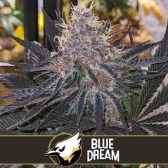 Blimburn Seeds 大麻種子 ブルードリーム フェミナイズド