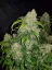 Fast Buds Cannabis Seeds Zkittlez Auto