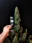 Fast Buds Sementes de Cannabis Sour Diesel Auto
