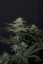 Semi di cannabis Fast Buds GG4 Sherbet FF