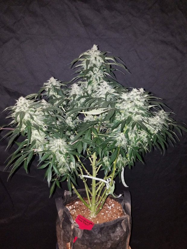 Fast Buds 420 Cannabis Seeds Stardawg Auto