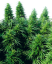 Sensi Seeds Cannabis Ruderalis Skunk® Regular, 10 szt.