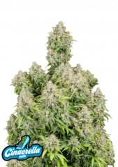 Fast Buds Żrieragħ tal-Kannabis Cinderella Auto
