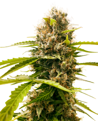 Sensi Seeds Hạt giống cần sa Mandarin Punch Feminized, 3-10 hạt