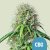 Royal Queen Seeds Семена от канабис Royal CBG Auto (High CBD)