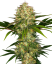 Sensi Seeds Cannabis Seeds Afghani #1® Feminized, 3-10 kom