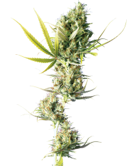 Sensi Seeds Cannabis Seeds Durban® Regular, 10 pcs