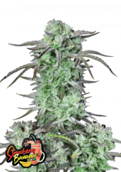 Fast Buds Żerriegħa tal-Kannabis Frawli Banana Auto