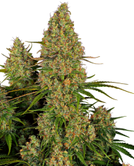 Sensi Seeds Cannabis Seeds Sticky Orange XXL Automatic Feminized, 3-10 ks