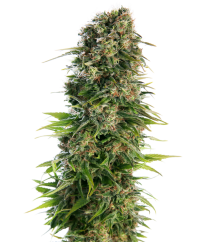 Sensi Seeds Semillas de cannabis Hindu Kush Automatic® Feminizadas, 3-10 uds.