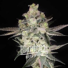 Blimburn Seeds Cannabisfrön Gary Payton feminiserade