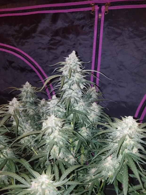 Fast Buds Cannabis Seeds Pineapple Express Auto
