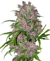 Sensi Seeds Sementes de Cannabis Purple Bud Automatic Feminizada por White Label, 3-10 pcs