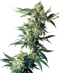 Sensi Seeds Cannabis Seeds Northern Lights® Feminized, 3-10 st