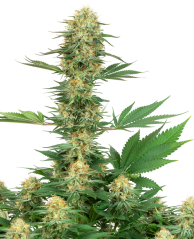 Sensi Seeds Cannabisfrön Gelato #420 Feminiserade av White Label, 3-10 st