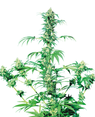 Sensi Seeds Насіння коноплі Early Girl® Regular, 10 шт.