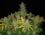 Fast Buds Cannabis Seeds Rhino Ryder Auto