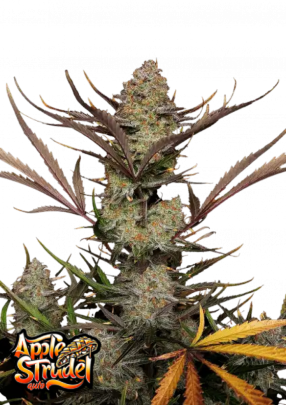 Fast Buds Żerriegħa tal-Kannabis Apple Strudel Auto