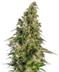 Sensi Seeds Semi di Cannabis Afghani #1 Automatic® Femminizzati, 3-10 pz