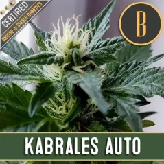 Blimburn Seeds Kenevir Tohumları Kabrales Auto