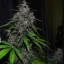 Fast Buds Cannabis Seeds LSD-25 Auto