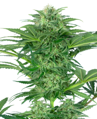 Sensi Seeds Cannabis Seeds Skunk Dream CBD Feminized, 3-10 pcs