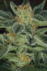 T.H.Seeds™ Cannabis Seeds Skunk XXX, різні упаковки, звичайні